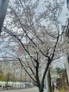4월 5일 식목일, 4월 7일은 임시...