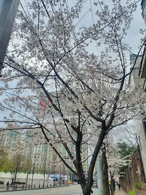 4월 5일 식목일, 4월 7일은 임시...