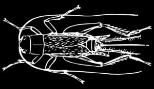 Eating Bugs – MetaDevo