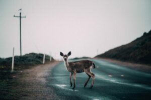 Wildlife Crossing Monitoring and Prediction for...